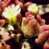 Egrow,Succulent,Plant,Seeds,Flowering,Mesembryanthemum,Crystallinum,Crystalline,Plant