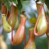 Egrow,Nepenthes,Seeds,Balcony,Garden,Potted,Plants,Seeds,Carnivorous,Plants,Seeds