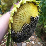 Egrow,Giant,Sunflower,Seeds,Garden,Planting,Ornamental,Plants