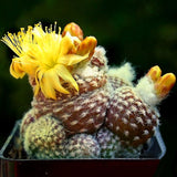 Egrow,Cacyus,Seeds,Cactus,Garden,Succulent,Plant,Plantas,Bonsai,Celestial,Flower,Planters,Flores