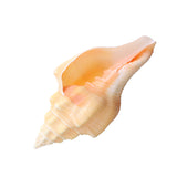 Large,Natural,Conch,Shells,Coral,Snail,Ornament,Decorations