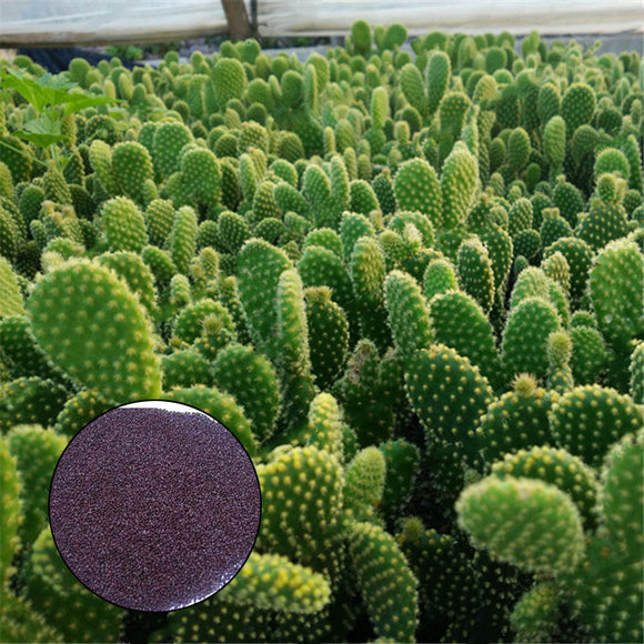 Egrow,Opuntia,Microdasys,Seeds,Bonsai,Succulent,Plants,Green,Radiation,Protection,Cactus