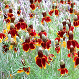 Egrow,Rudbeckia,Laciniata,Seeds,Outdoor,Rudbeckia,Hybrida,Grass,Flowers,Planting