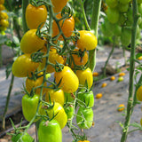 Egrow,Tomato,Seeds,Beautiful,Yellow,Tomato,Bonsai,Potted,Organic,Vegetable,Fruit,Tomato,Plants