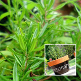 Egrow,Varieties,Mixed,Spice,Vegetable,Seeds,Spice,Combo,Flower,Seeds,Plants,Seeds