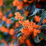 Egrow,Sweet,Scented,Osmanthus,Seeds,Sweet,Scented,Osmanthus