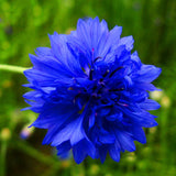 Egrow,Cornflower,Centaurea,Cyanus,Seeds,Balcony,Patio,Garden,Flowers,Potted,Bonsai,Plant