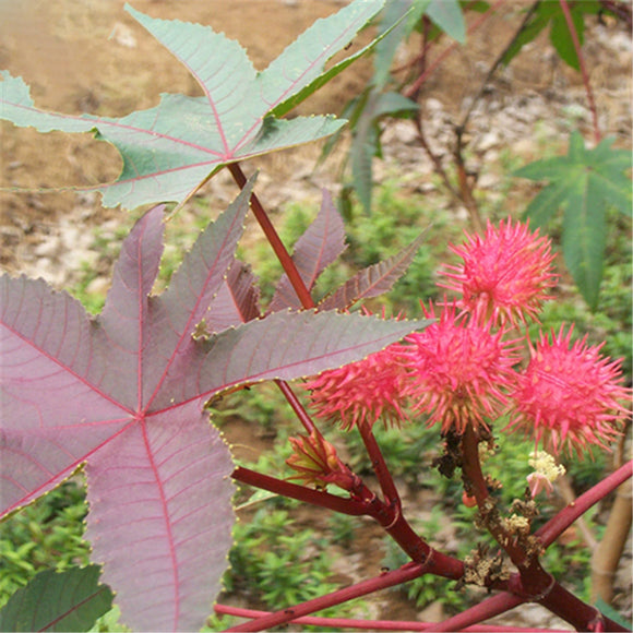 Egrow,Chinese,Castor,Seeds,Ricinus,Communis,Garden,Plant