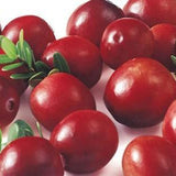 Cranberry,Seeds,Vaccinium,Cherry,Bearberry,Fruit,Seeds,Blueberry,Garden,Seeds