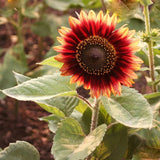 40Pcs,Mixed,Colored,Sunflower,Seeds,Bonsai,Flower,Seeds,Garden,potted,Plant