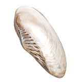 Natural,Conch,Shell,Coral,Pearl,Mussel,Large,Decorations