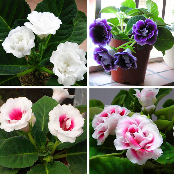 Egrow,Gloxinia,Seeds,Colors,Gloxinia,Garden,Perennial,Flowering,Plants,Sinningia,Speciosa,Bonsai