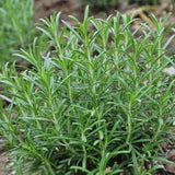 Egrow,Rosemary,Seeds,Garden,Terrace,Indoor,Potted,Bonsai,Vanilla,Plants,Seeds