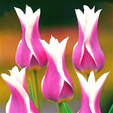 Egrow,Colorful,Tulip,Seeds,Garden,Perennial,Potted,Tulip,Flower,Plants