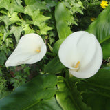Egrow,Calla,Seeds,Tropic,Beautifying,Plants,Garden,Potted,Flowers,Perennial,Seeds