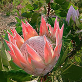 Egrow,Protea,Cynaroides,Seeds,Bonsai,Potted,Flower,Garden,Plants