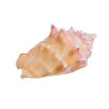 Shell,Conch,Natural,Coral,Ocean,Beach,Ornament,Craft,Decor