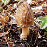 Egrow,Morel,Mushroom,Strains,Seeds,Garden,Planting,Edible,Eryngii,Vegetable,Seeds