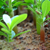 Adenium,Seeds,Giant,Adenium,Garden,Flowers,Seeds,Bonsai,Seeds