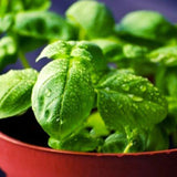 Egrow,Royal,Basil,Seeds,Indoor,Bonsai,Garden,Plant