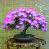 Egrow,20Pcs,Acacia,Seeds,Colorful,Albizia,Julibrissin,Indoor,Bonsai,Planting