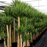 Egrow,Yucca,Seeds,Potted,Plants,Garden,Bonsai,White,Orchid,Sementes,Evergreen