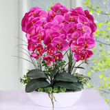 Egrow,100Pcs,Phalaenopsis,Seeds,Living,Decoration,Flowers,Potted,Plant,Garden