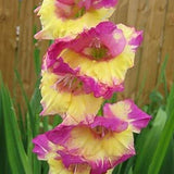 Egrow,Gladiolus,Flower,Seeds,Sword,Flowers,Courtyard,Garden,Potted,Plant