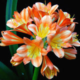 Egrow,Potted,Clivia,Seeds,China,Clivia,Potted,Flowers,Seedling,Outdoor,Bonsai,Balcony,Flower
