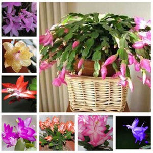 Egrow,Zygocactus,Truncatus,Seeds,Schlumbergera,Plants,Indoor,Potted,Plants