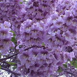 Egrow,Paulownia,Seeds,Green,Plants,Outdoor,Courtyard,Planting