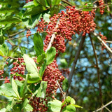 Egrow,Coriaria,Seeds,Coriaria,Nepalensis,Plant,Garden,Plant