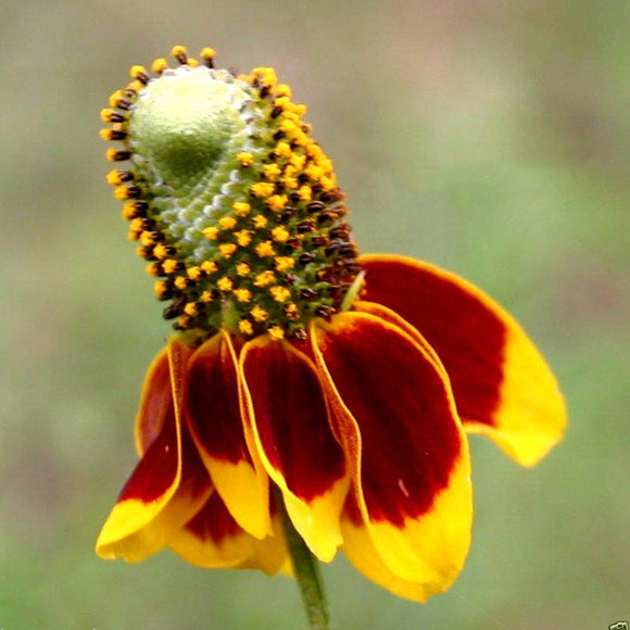 Egrow,Rudbeckia,Laciniata,Seeds,Outdoor,Rudbeckia,Hybrida,Grass,Flowers,Planting