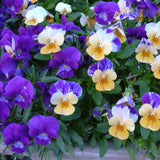 Egrow,100Pcs,Pansy,Seeds,Color,Color,Flower,Bonsai,Potted