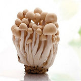 Egrow,Edible,Health,Mushrooom,Seeds,Orangic,Vegetable,Plants,Seeds