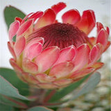 Egrow,Protea,Seeds,Protea,Cynaroides,Bonsai,Planting,Bonsai,Flower,Bonsai,Flower