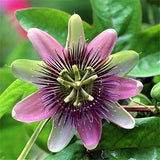 Egrow,Passiflora,Incarnata,Seeds,Garden,Plants,Passion,Fruit,Flower,Bonsai,Seeds