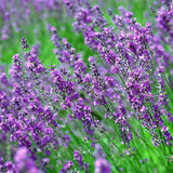 Lavender,Flower,Seeds,Flower,Potted,Plant,Growing,Outdoor