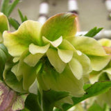 Egrow,Helleborus,Seeds,Winter,Flower,Winter,Flower,Seeds,Outdoor,Plant