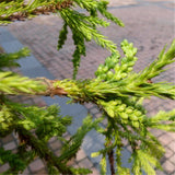 Egrow,Cryptomeria,Fortunei,Seeds,Cryptomeria,Fortunei,Plant,Cryptomeria,Fortunei,Arborvitae