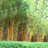 Egrow,Golden,Bamboo,Seeds,Semente,Golden,Bamboo,Seeds,Garden,Plants