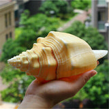 Large,Natural,Conch,Shells,Coral,Snail,Ornament,Decorations