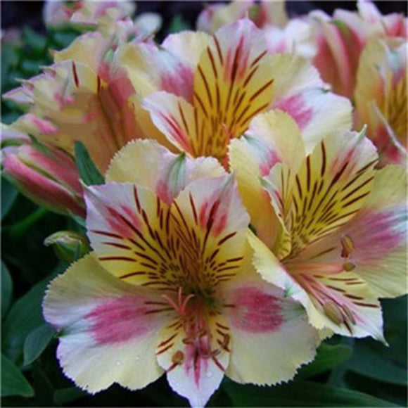 Egrow,Seeds,Peruvian,Alstroemeria,Bonsai,Plants,Lilies,Flower,Garden,Decoration