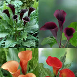 Egrow,Calla,Seeds,Tropic,Beautifying,Plants,Garden,Potted,Flowers,Perennial,Seeds