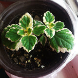 Egrow,Mosaic,Seeds,Vegetable,Seeds,Balcony,Potted,Peppermint,Aromatic,Plant,Seeds