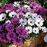 Egrow,White,Purple,Miracle,Daisy,Seeds,Color,Bonsai,Plants,Ornamental,Fower,Seeds
