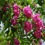 Egrow,Sophora,Tonkinensi,Seeds,Sophora,Tonkinensi,Plant,Flower,Seeds