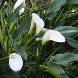 Egrow,Calla,Seeds,Tropic,Beautifying,Plants,Garden,Potted,Flowers,Perennial,Seeds