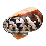 Natural,African,Turban,Shell,Coral,Conch,Snail,Decorations