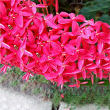 Egrow,Ixora,Coccinea,Seeds,Mixed,Yellow,Orange,Dwarf,Chinese,Ixora,Flowers,Seeds,Garden,Nursery